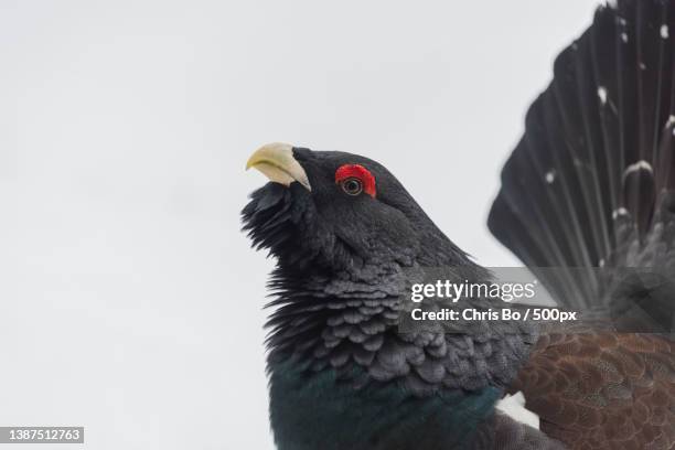 auerhahn,tetrao urogallus,male western capercaillie wood grouse - tetrao urogallus stock pictures, royalty-free photos & images