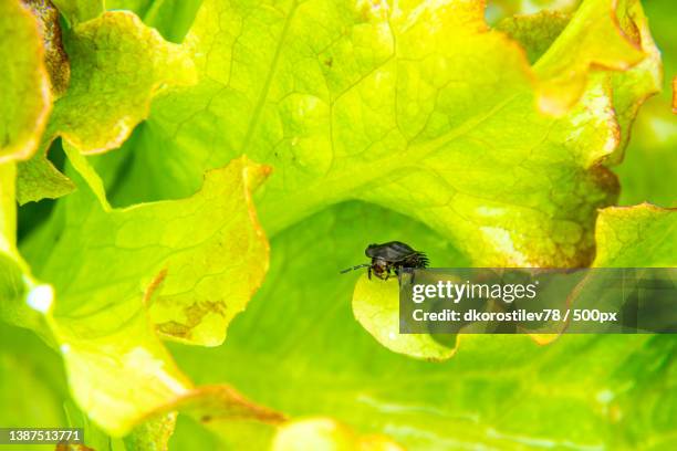black and scary dead beetle larva or aclypea opaca feeding on lettuce - nicrophorus stock pictures, royalty-free photos & images