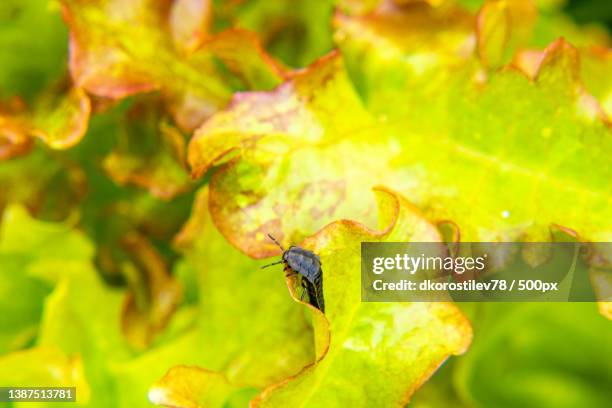a shiny black beetle larva crawls on the leaves of a succulent plant - nicrophorus stock pictures, royalty-free photos & images