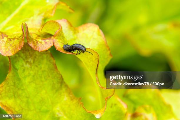 terrible black beetle larva ablattaria laevigata feeds on lush and - nicrophorus stock pictures, royalty-free photos & images