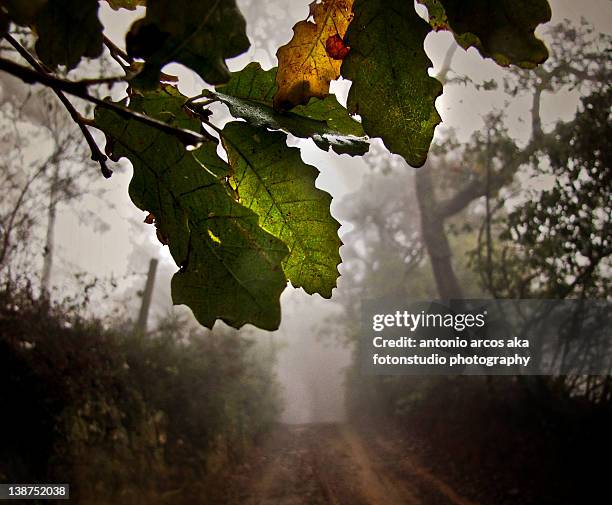 mysterious autumn image - cortegana fotografías e imágenes de stock