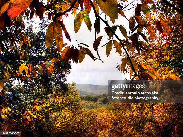 mountain landscape framed by autumn leaves - cortegana fotografías e imágenes de stock