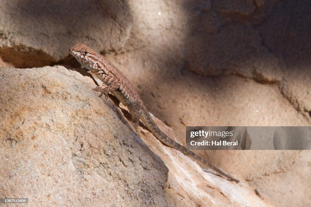 Common Sagebrush Lizard