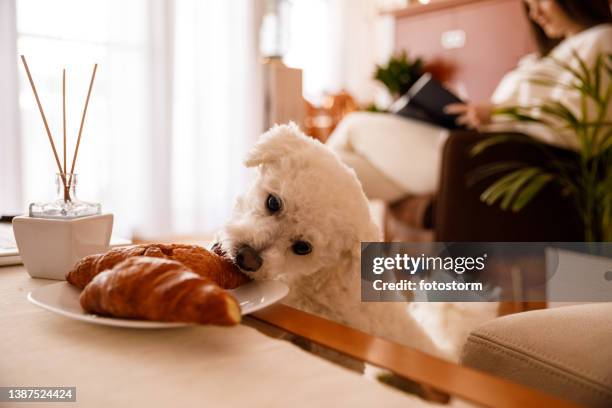 frecher kleiner hund, der in ein croissant beißt, das auf dem couchtisch zurückgelassen wurde - dog stealing food stock-fotos und bilder