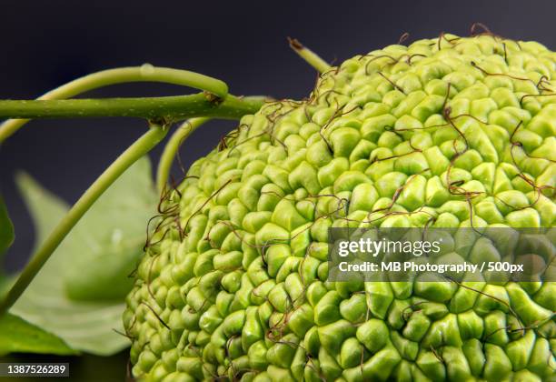 close-up of green fruit growing on plant,mc kinney,texas,united states,usa - texture vegetal stock pictures, royalty-free photos & images