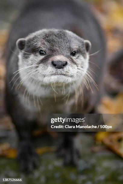 asian small-clawed otter,close-up portrait of rodent on field - giant otter stock-fotos und bilder