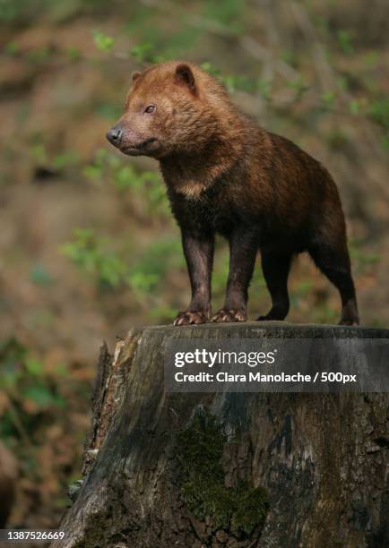 close-up of wild animal,close-op of a bush dog standing on stump looking away - bush dog stock pictures, royalty-free photos & images