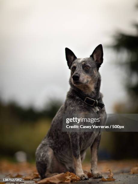 close-up of australian cattle purebred dog sitting on rock - australian cattle dog 個照片及圖片檔