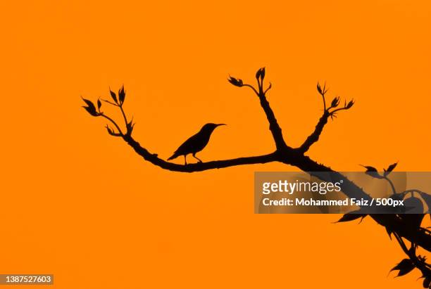beautiful silhouette of a songbird among the tree against orange sky at sunset,bhopal,madhya pradesh,india - bhopal stock pictures, royalty-free photos & images