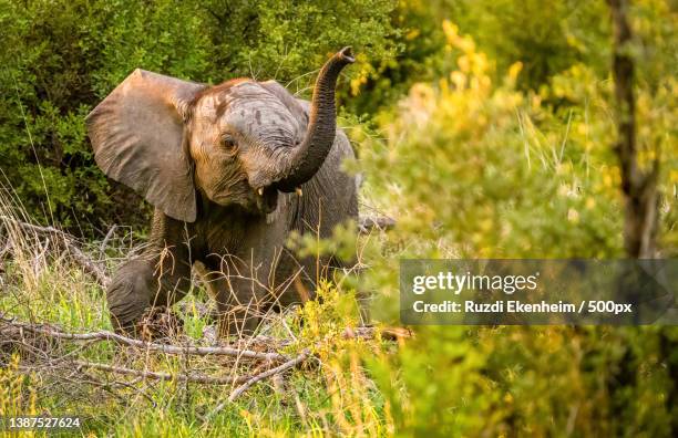 close-up of wild animal,elephant calf walking in forest with trunk raised up,botswana - chobe national park stock pictures, royalty-free photos & images