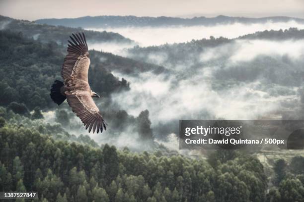 high angle view of large hawk bird flying above trees on foggy forest landscape against sky,spain - spread over stock pictures, royalty-free photos & images