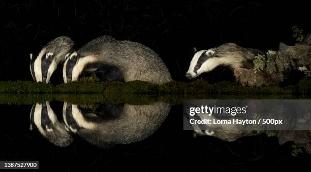 close-up of wild animals,badgers grazing at night,united kingdom,uk - das stockfoto's en -beelden