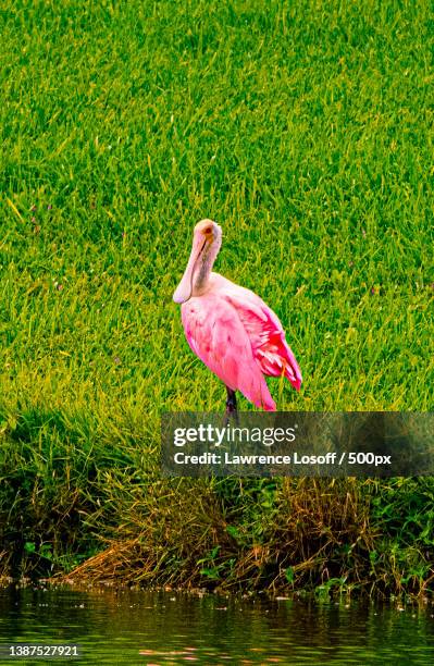 side view of roseate spoonbill perching on grass near water,florida,united states,usa - threskiornithidae stock pictures, royalty-free photos & images