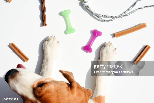 top view dog with pet food and toys. pets. nutrition and diet for pets. - rubber bowl stock-fotos und bilder