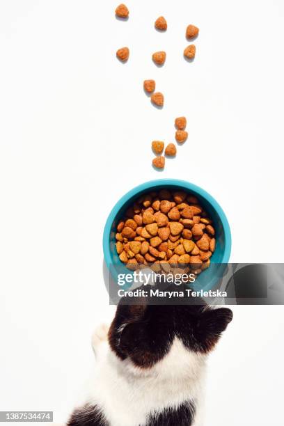 top view of how the cat eats food from a bowl. cat food. pets. - cat eating stock pictures, royalty-free photos & images