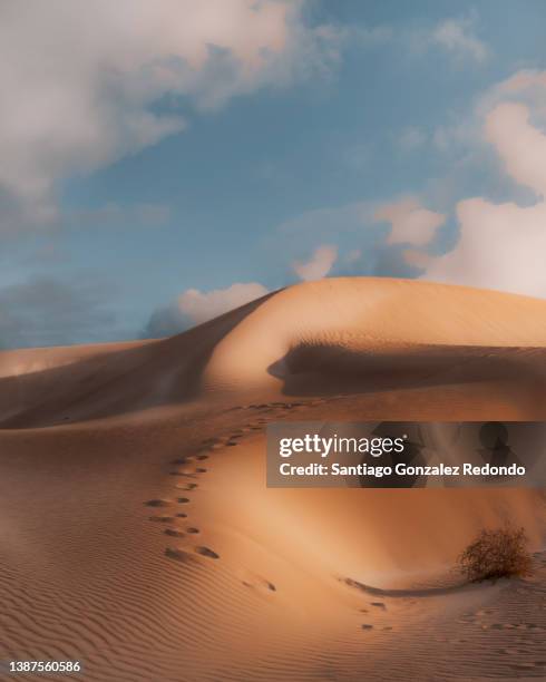 the sand dunes of fowlers bay in south australia - regional western australia stock pictures, royalty-free photos & images