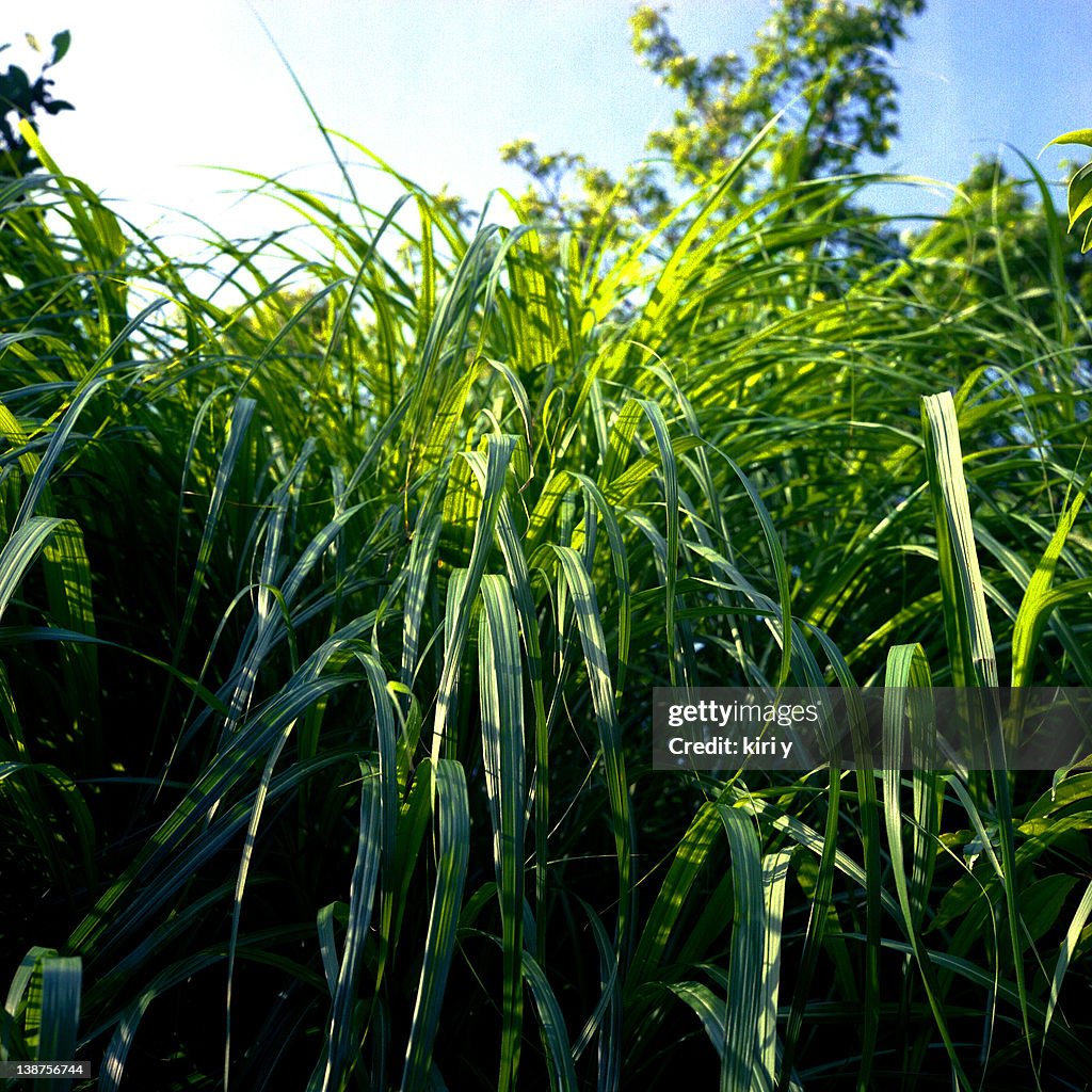 Green breeze