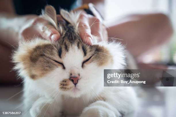 cat owner playing and rubbing with annoying crossbreed persian cat. - ニャーニャー鳴く ストックフォトと画像