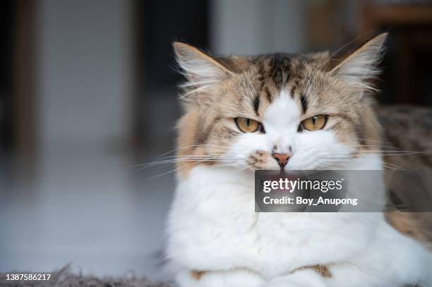 portrait of crossbreed persian cat roaring while looking to camera. - raubkatze stock-fotos und bilder