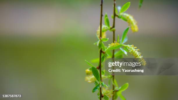 spring willow in growth - weeping willow stock pictures, royalty-free photos & images