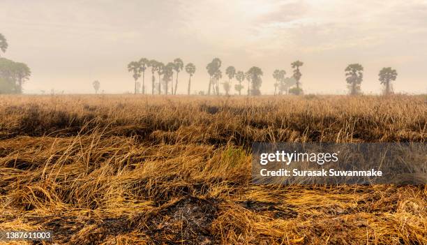 global warming, dry forests, dry soil, cracking dead tree in forest fire affecting the world - chaparral - fotografias e filmes do acervo