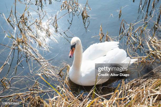 swan swimming over the water of a lake on in a sunny day. germany. - mute swan stock pictures, royalty-free photos & images