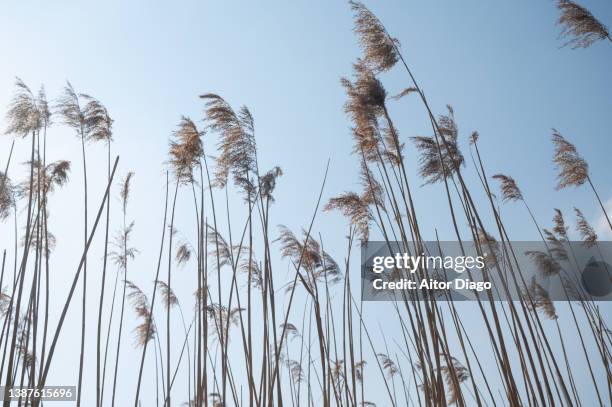 reed blown by the wind on a clear day on the shore of a lake. germany. - vass gräsfamiljen bildbanksfoton och bilder