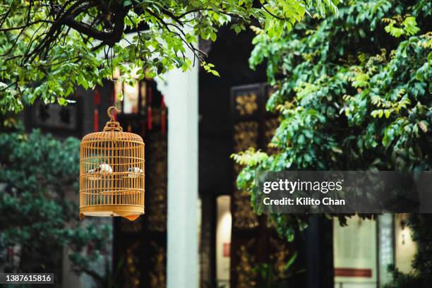 pet bird in a bamboo cage hanging in the yard of a traditional chinese house - chinese eating backyard stock pictures, royalty-free photos & images