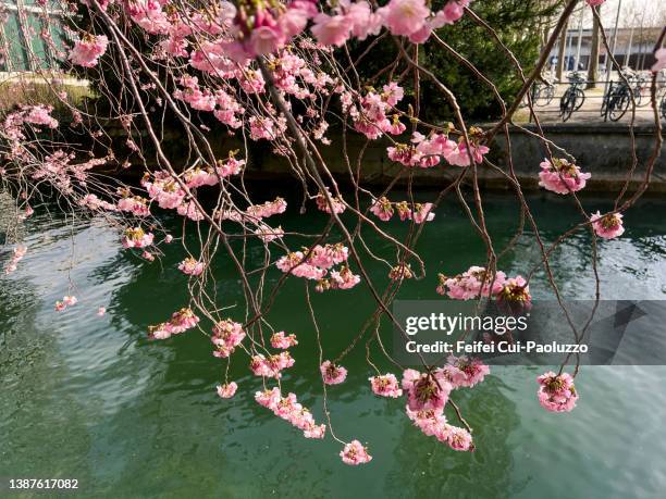 cherry tree and sakura bloom with blue sky - bern switzerland stock-fotos und bilder