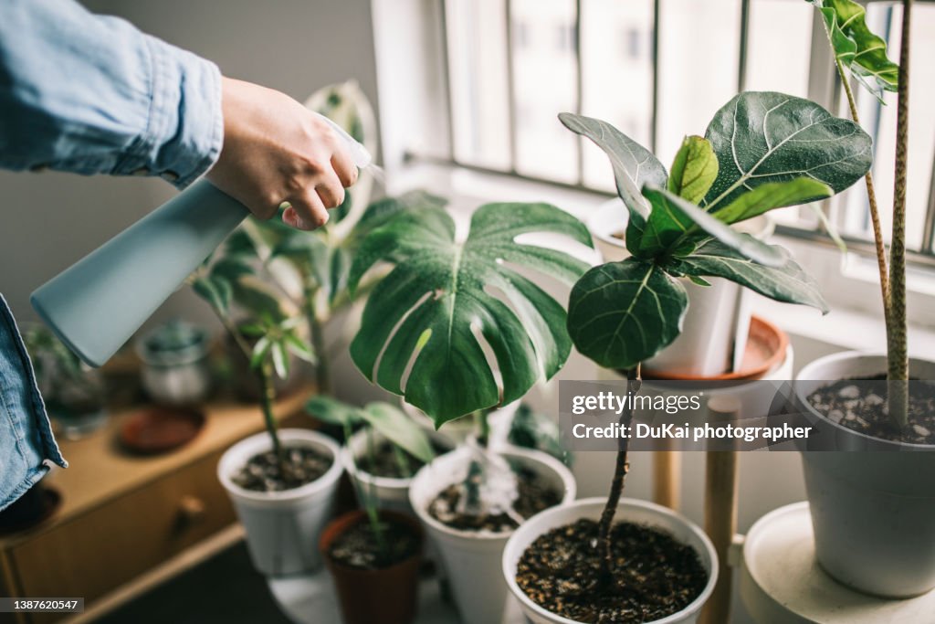 Man watering houseplants