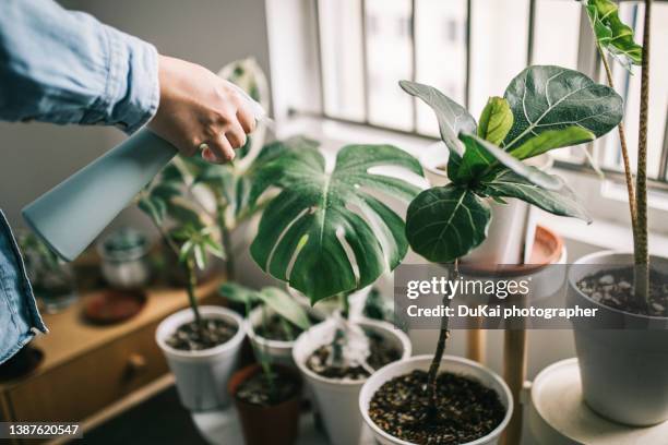 man watering houseplants - monstera imagens e fotografias de stock