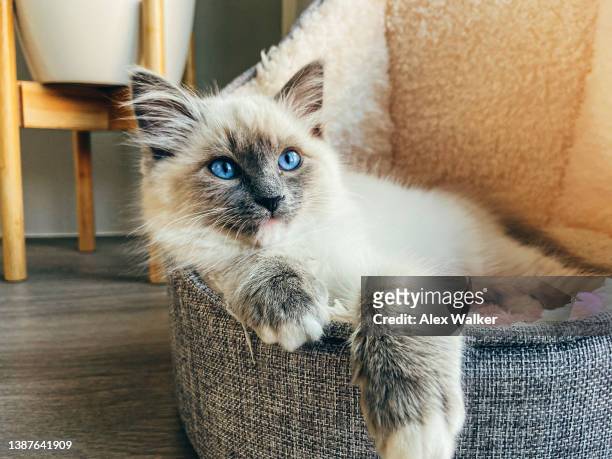 ragdoll kitten sitting relaxed in wool bed. - cat stockfoto's en -beelden