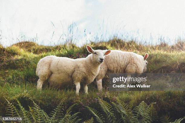 two sheep standing on a grass hill with blue sky in the background. - mutterschaf stock-fotos und bilder