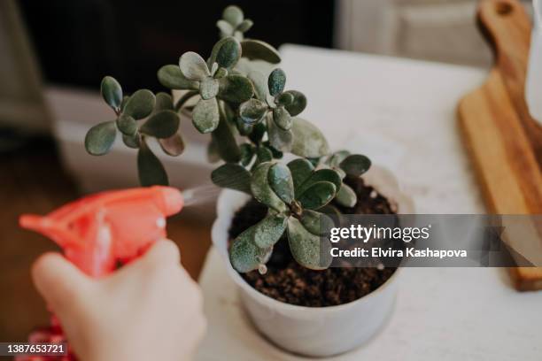 spraying water from a spray on a flower to a money tree on a kitchen table - crassula stock pictures, royalty-free photos & images