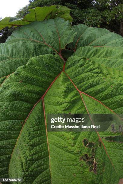 close-up of a giant tropical green leaf of gunnera insignis - gunnera plant fotografías e imágenes de stock