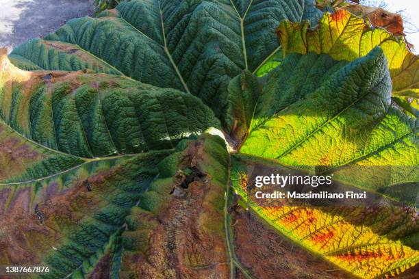 close-up of a giant tropical green leaf of gunnera insignis - gunnera plant fotografías e imágenes de stock