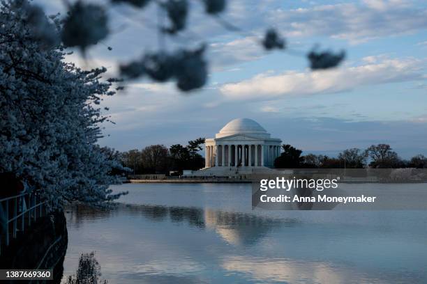 View of the Jefferson Memorial in the early morning on March 25, 2022 in Washington, DC. According to the National Parks Service the cherry blossoms...