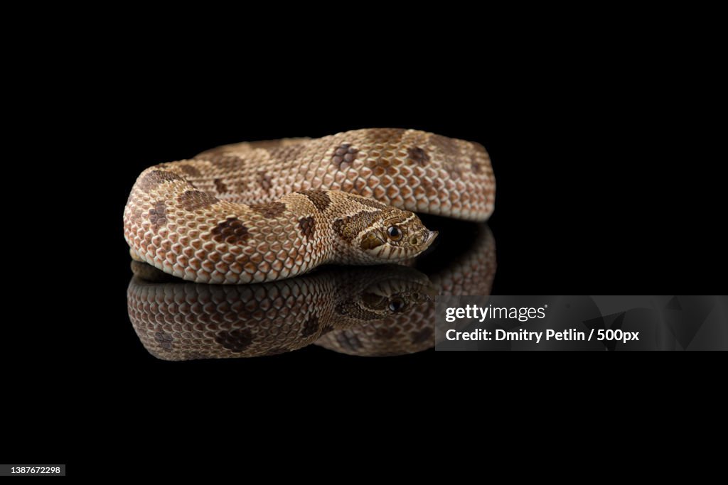 Hognose snake,Close-up of hognose western hognose snake against black background,United States,USA