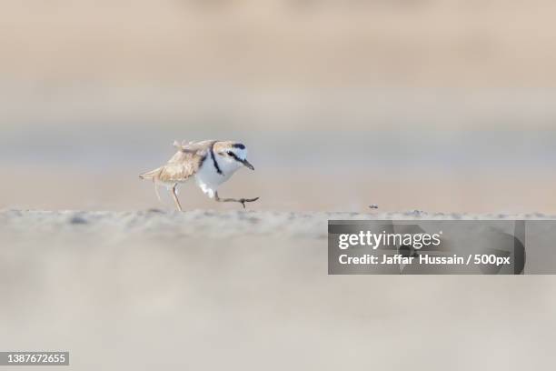 close-up of plover flying over sand - little ringed plover stock pictures, royalty-free photos & images