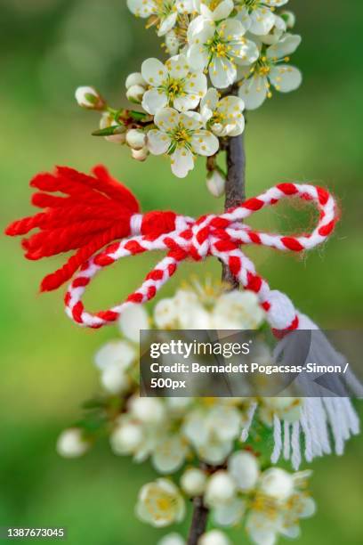 bulgarian symbol of spring martenitsa bracelet march 1 tradition - martisor stock pictures, royalty-free photos & images