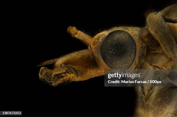 a view of mosquito head in high magnification - mosquito stock pictures, royalty-free photos & images