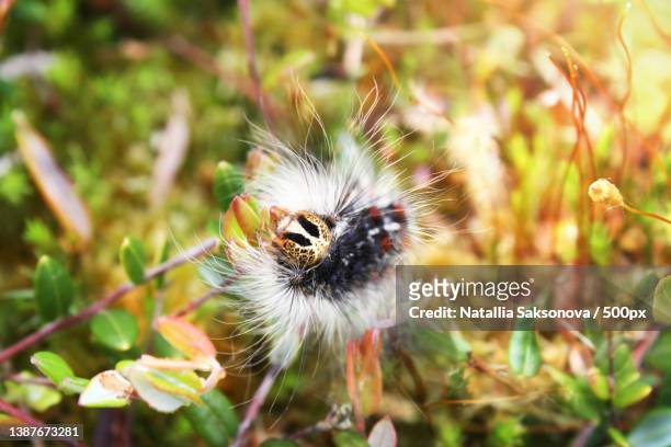 gypsy moth caterpillar - lymantria dispar,covered with hair - gypsy moth caterpillar stock-fotos und bilder