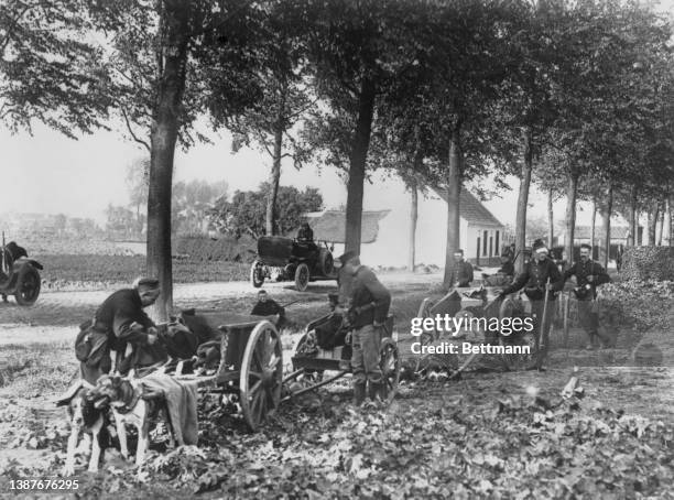 Dogs pull a Belgian ammunition train on a road to Dendermonde during a battle between German and Belgians, in Dendermonde, Belgium, 1st October 1914.