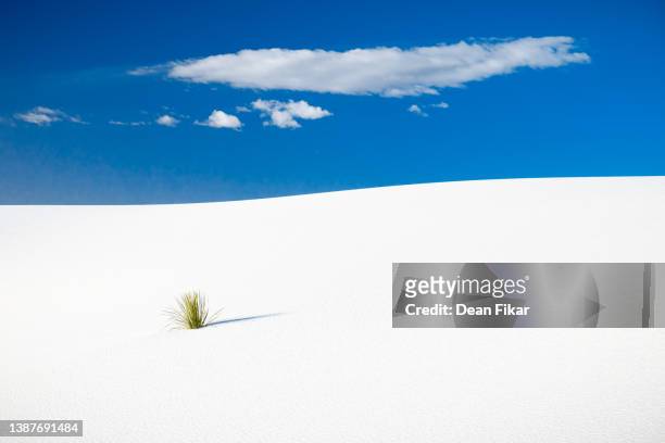 solitary yucca plant in white sands national park - white sand dune stock pictures, royalty-free photos & images