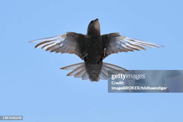 common swift (apus apus), in flight, summer, goerlitz, saxony, germany - common swift flying stock pictures, royalty-free photos & images