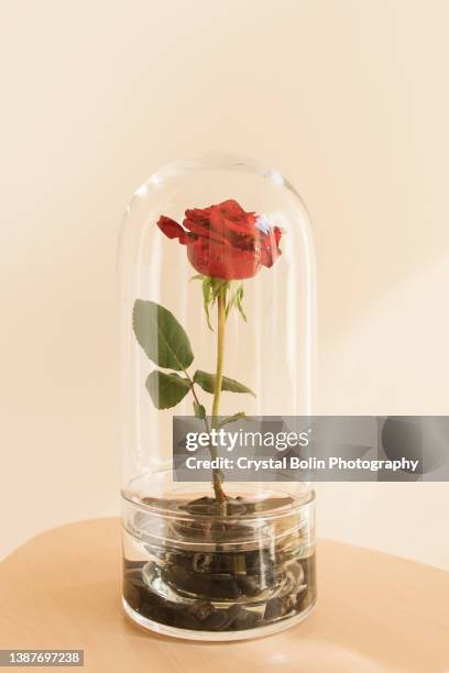 elegant single red rose standing upright in an enclosed glass dome - crystal glasses stockfoto's en -beelden