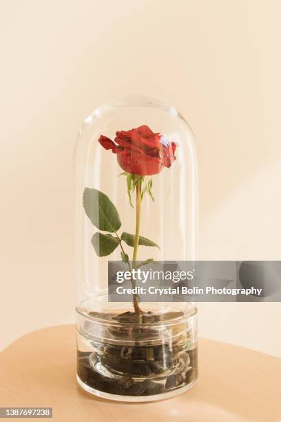 elegant single red rose standing upright in an enclosed glass dome - rose colored stock pictures, royalty-free photos & images