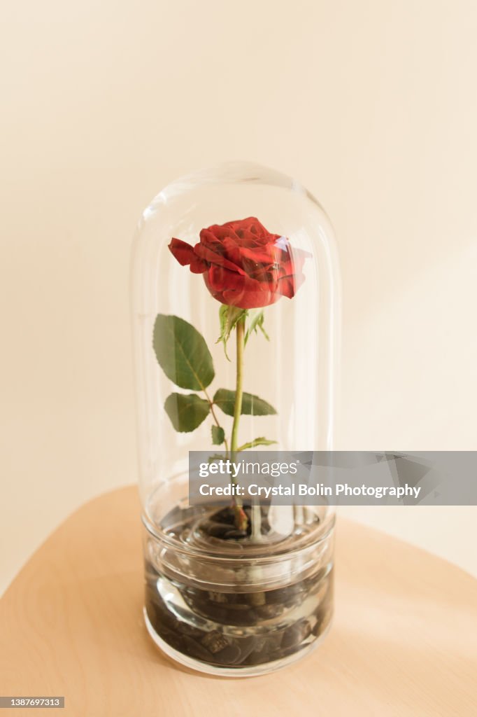 Elegant Single Red Rose Standing Upright in an Enclosed Glass Dome
