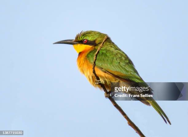 little bee-eater (merops pusillus) perching on twig, bijilo forest, gambia - bijilo stock pictures, royalty-free photos & images