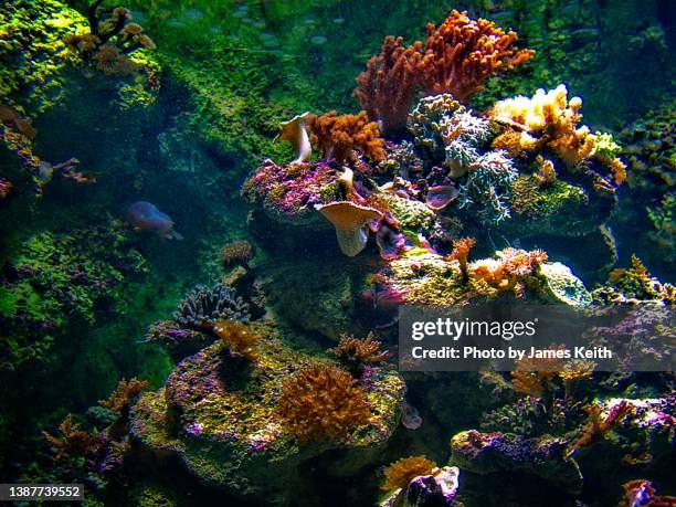 a seascape of coral. - submarine photos 個照片及圖片檔